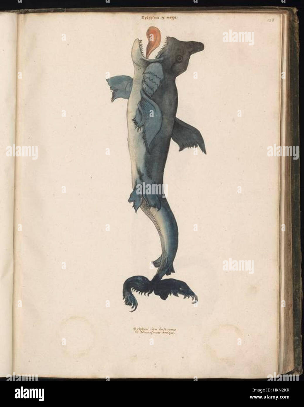 Cette image fait partie d'une collection de dessins d'animaux compilés par Felix Platter, personnage historique connu pour ses études en zoologie. Les dessins représentent divers animaux avec une grande attention aux détails, reflétant l'intérêt de Platter pour le monde naturel. Banque D'Images