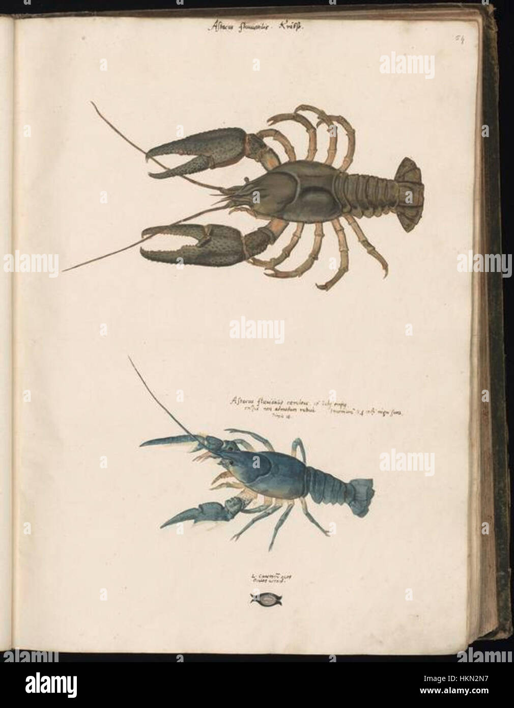 Cette collection de dessins animaliers, réunie par Felix Platter, présente des croquis détaillés de diverses espèces. Les œuvres reflètent l'approche scientifique et artistique des naturalistes du XVIe siècle. Banque D'Images