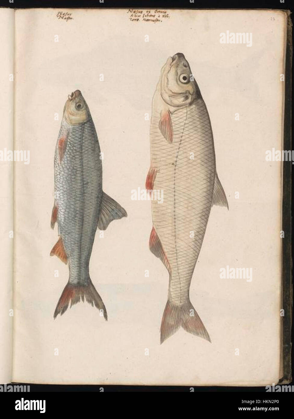 La collection de dessins animaliers de Felix Platter représente une contribution importante au domaine de l’histoire naturelle. Ces croquis démontrent des observations détaillées de diverses espèces animales. Banque D'Images