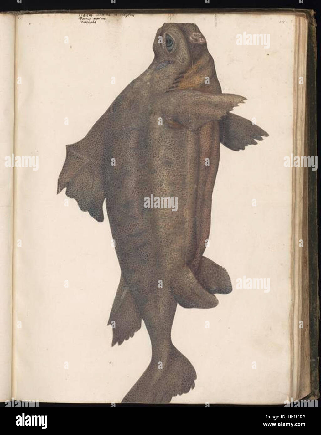 Cette collection de dessins animaliers, réunie par Felix Platter, reflète son profond intérêt pour le monde naturel. Ces croquis capturent des animaux en mouvement et fournissent des études détaillées de diverses espèces. Banque D'Images