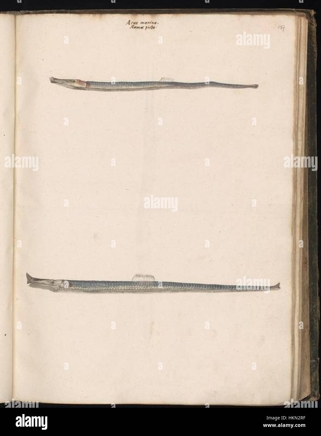 Cette page de la collection de dessins animaliers de Felix Platter présente diverses espèces, offrant un aperçu des représentations détaillées et précises des animaux d'un point de vue historique. Banque D'Images