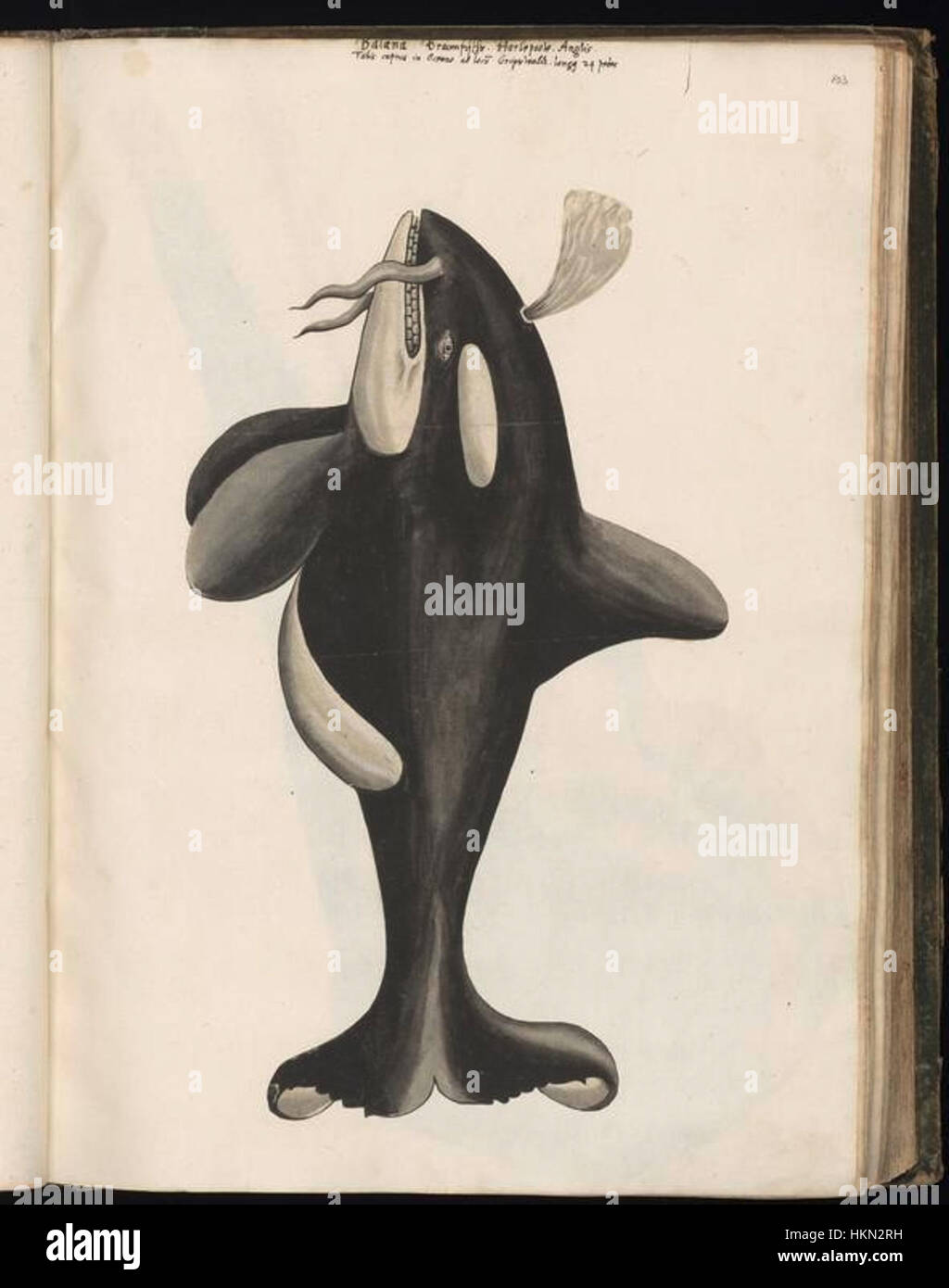 Cette collection de dessins animaliers de Felix Platter offre un regard historique sur les études zoologiques du XVIe siècle. Ces travaux représentent les premiers efforts pour documenter et comprendre les espèces animales par le biais de multiples Banque D'Images