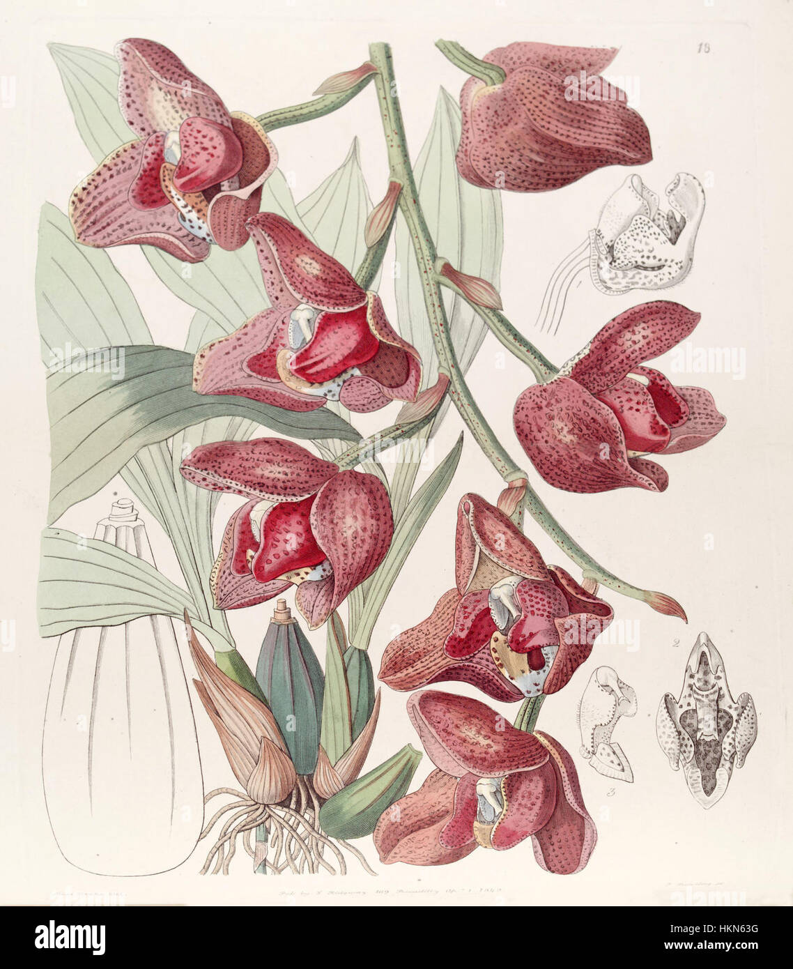Cette illustration botanique du registre botanique d'Edwards représente Acineta superba, également connue sous le nom de Peristeria humboldtii, une espèce d'orchidée. Le dessin détaillé capture les caractéristiques complexes de la fleur, un exemple clé de l'art botanique du XIXe siècle. Banque D'Images