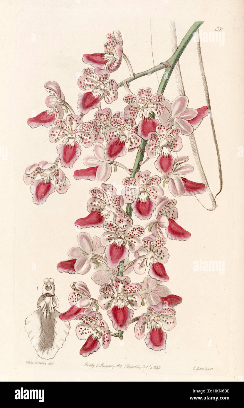 Aerides maculosa est une illustration botanique détaillée tirée du Botanical Register d'Edwards, présentant une espèce d'orchidée. Le tirage de 1845 met en évidence les caractéristiques distinctes de la fleur, soulignant sa structure unique et sa beauté. Banque D'Images