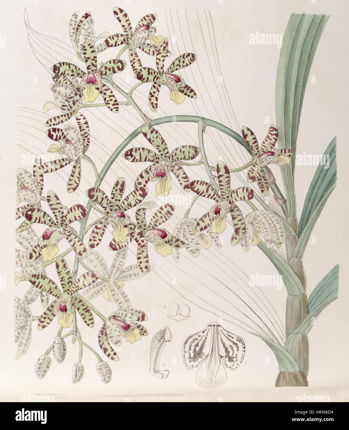 Ansellia africana, telle que représentée dans l'illustration botanique d'Edwards de 1846, montre l'orchidée africaine en pleine floraison, mettant en évidence les caractéristiques distinctives et les détails complexes de la plante. Banque D'Images
