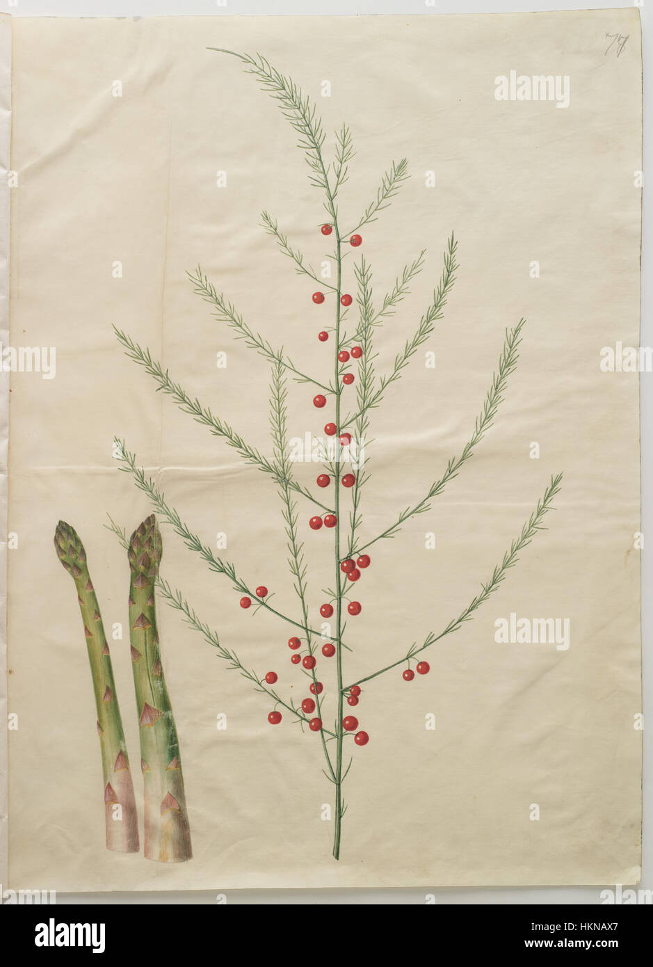 Cette illustration botanique de *Asparagus officinalis* représente les tiges minces et les feuilles délicates de la plante, fournissant une représentation détaillée du légume couramment utilisé dans les pratiques culinaires. Banque D'Images