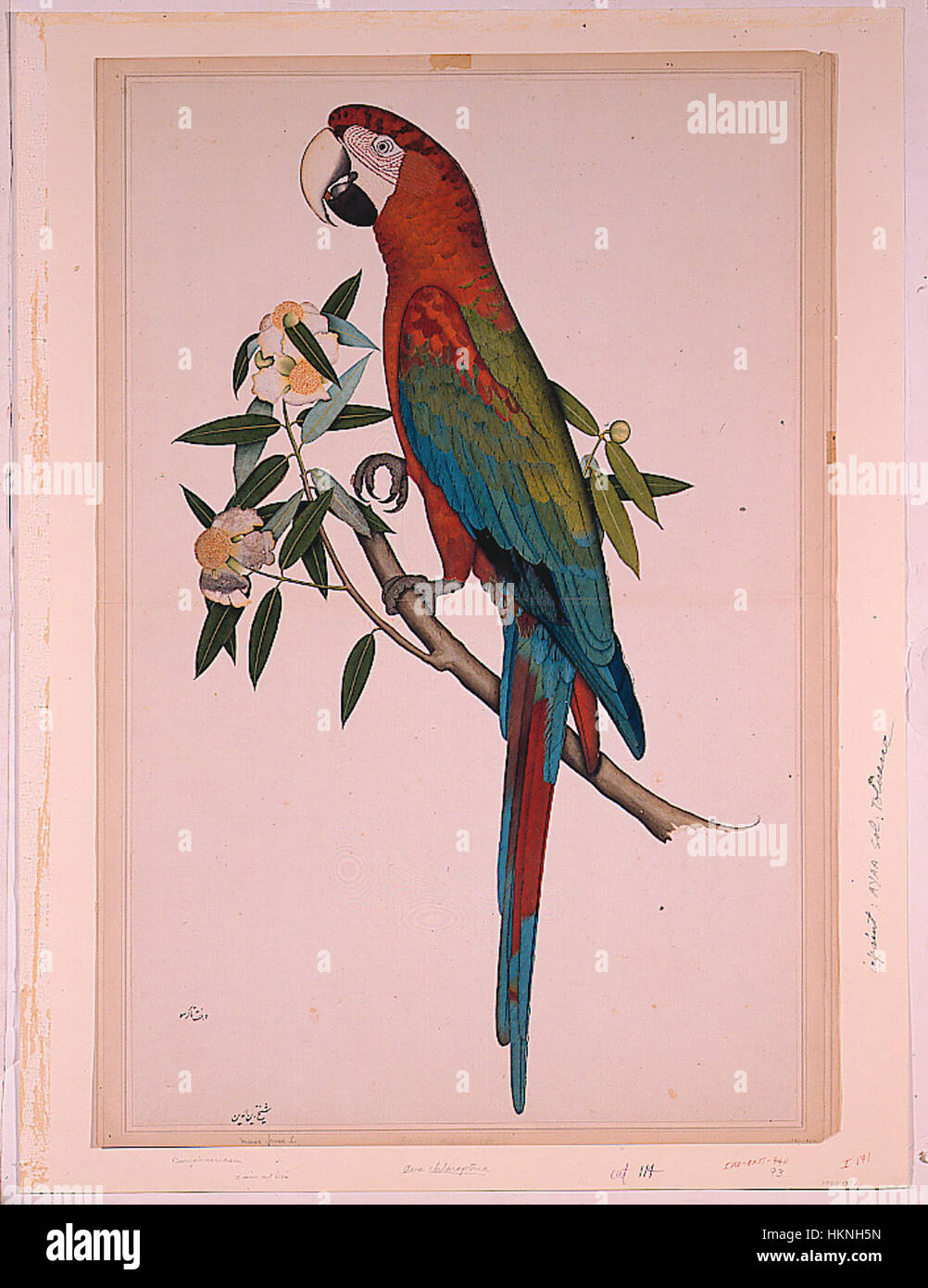 Cette œuvre présente un Macaw aux ailes vertes, un oiseau exotique connu pour sa coloration vive. La peinture met en valeur les ailes vertes caractéristiques de l’oiseau, son plumage rouge et son bec frappant, offrant une étude détaillée de sa beauté et de sa forme. Banque D'Images