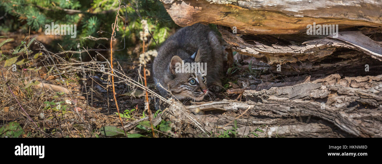 Chaton Bobcat en automne Banque D'Images