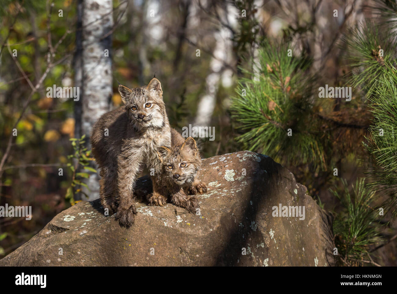 Chatons lynx du Canada Banque D'Images