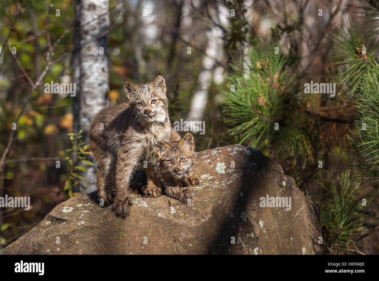 Chatons lynx du Canada Banque D'Images