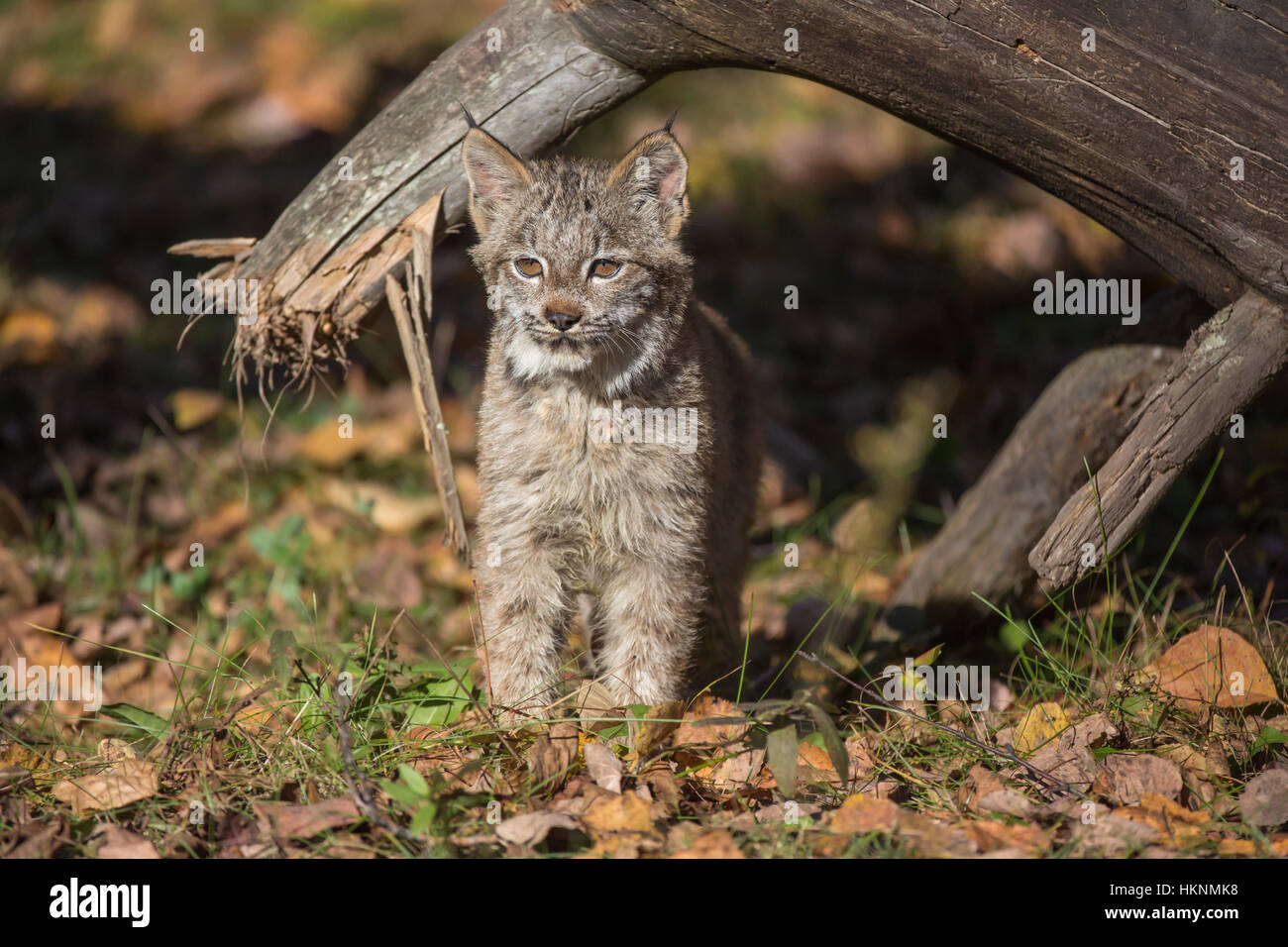 Chaton lynx du Canada Banque D'Images