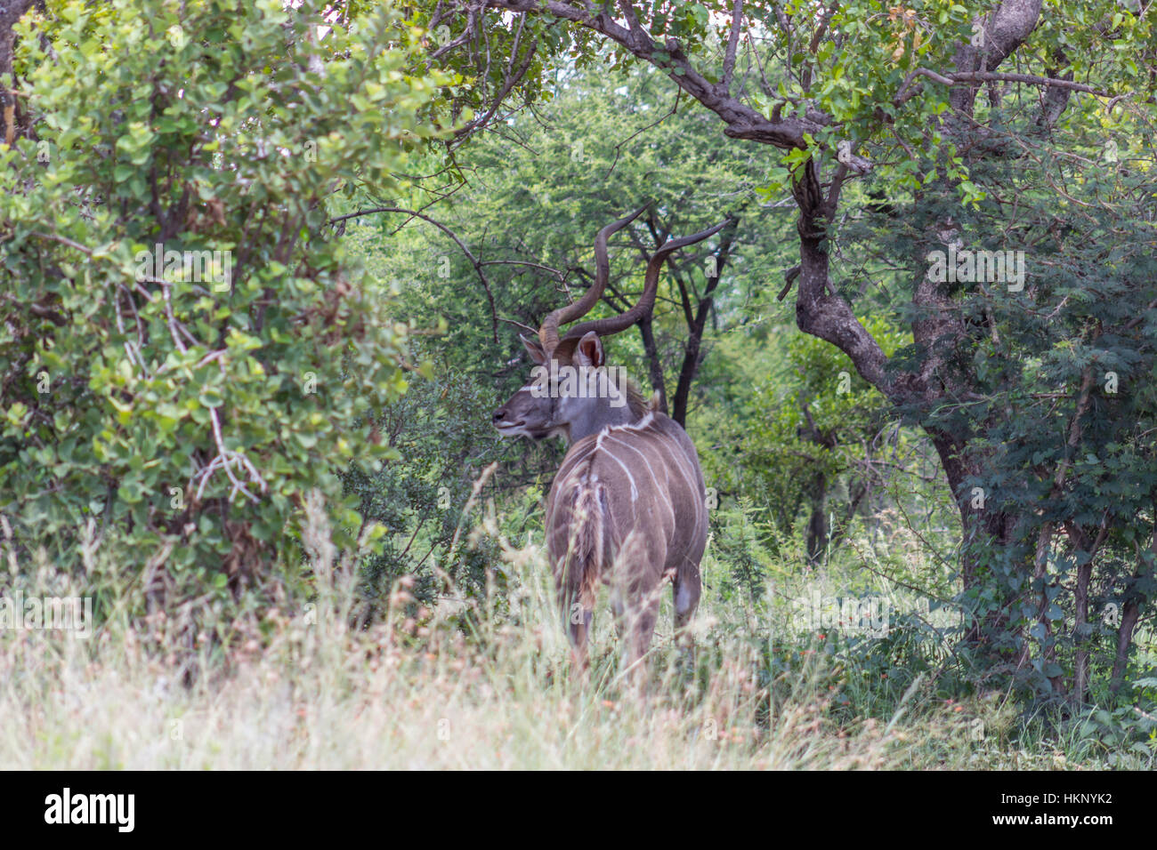 Grand koudou (tragelaphus) debout dans la brousse Banque D'Images