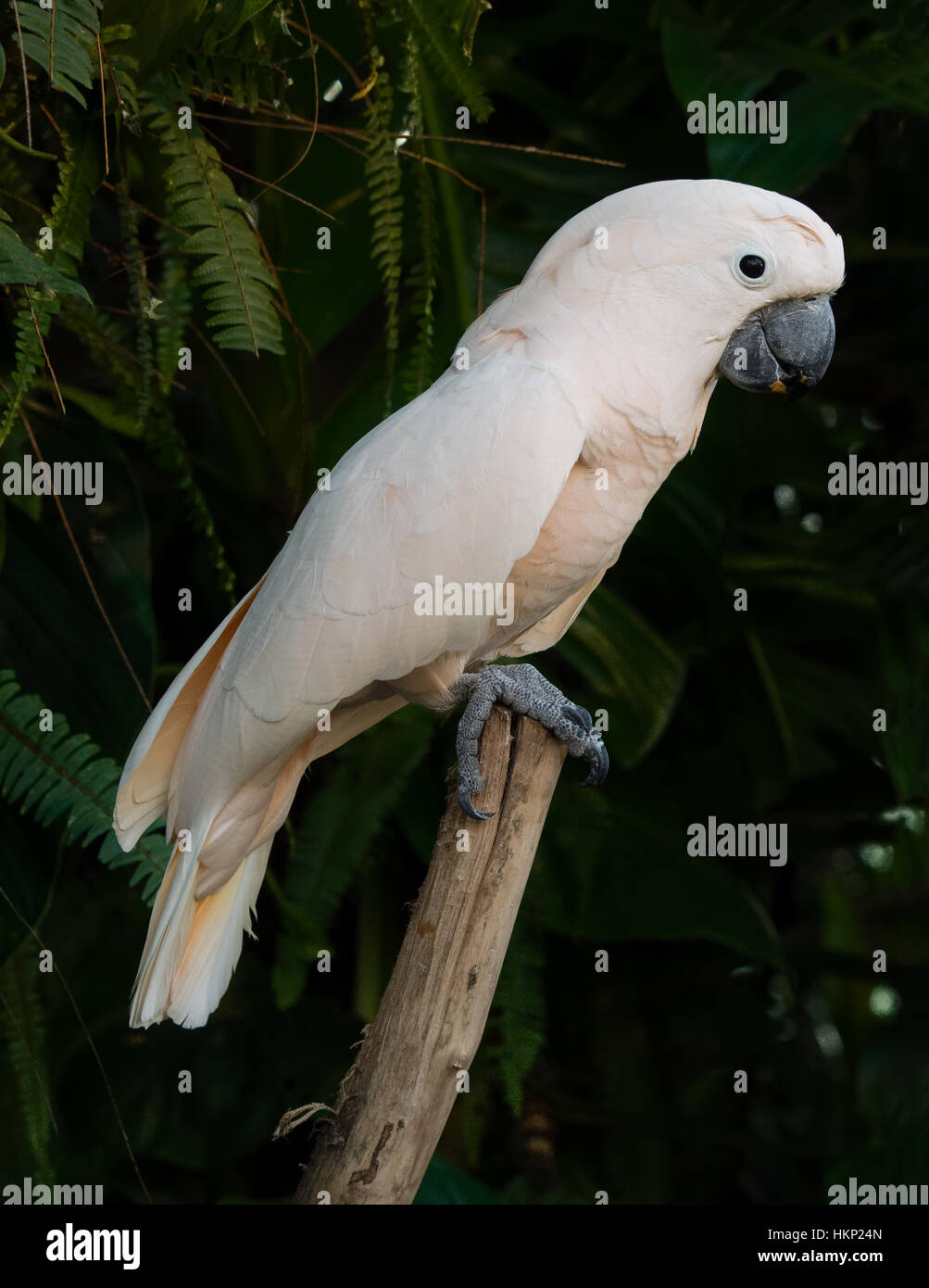 Perroquet cacatoès rose avec des plumes blanches, bec solide noir reposant sur une ligne de plantes floues en arrière-plan Banque D'Images