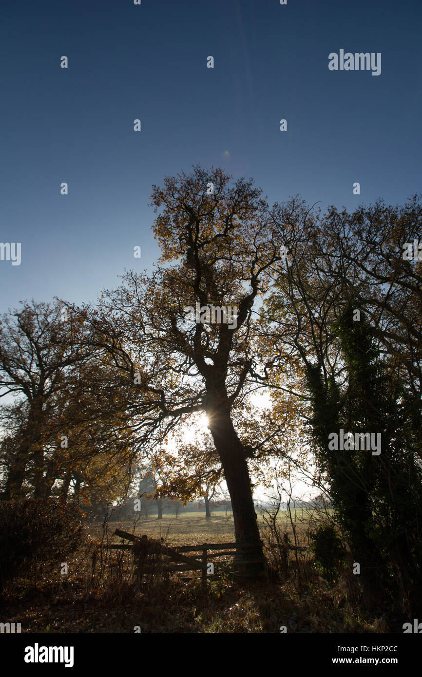 Cheshire, Angleterre rurale. La silhouette pittoresque vue d'automne, d'un domaine rural encadré par un vieux chêne. Banque D'Images