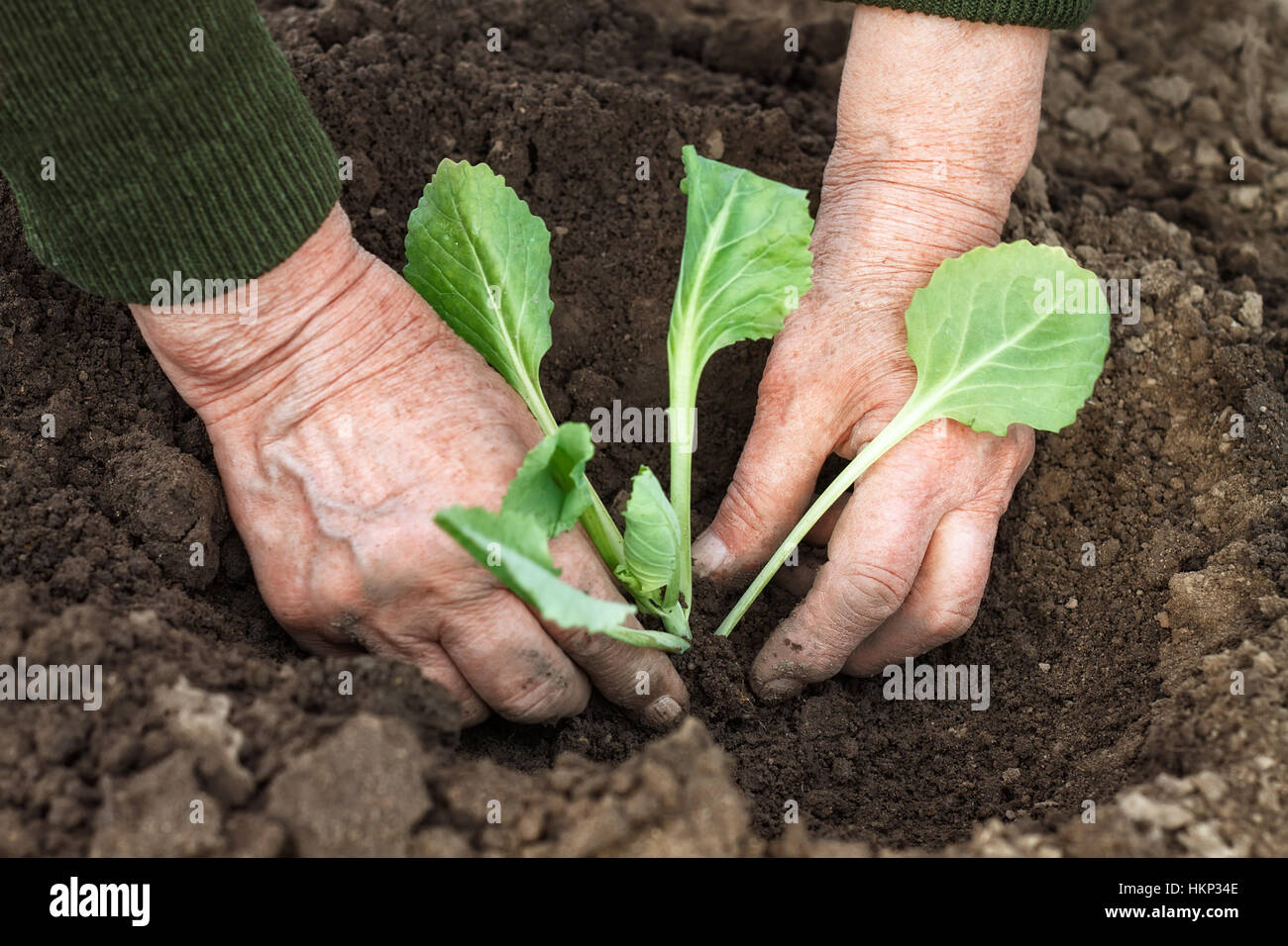 La plantation des semis de chou au printemps Banque D'Images