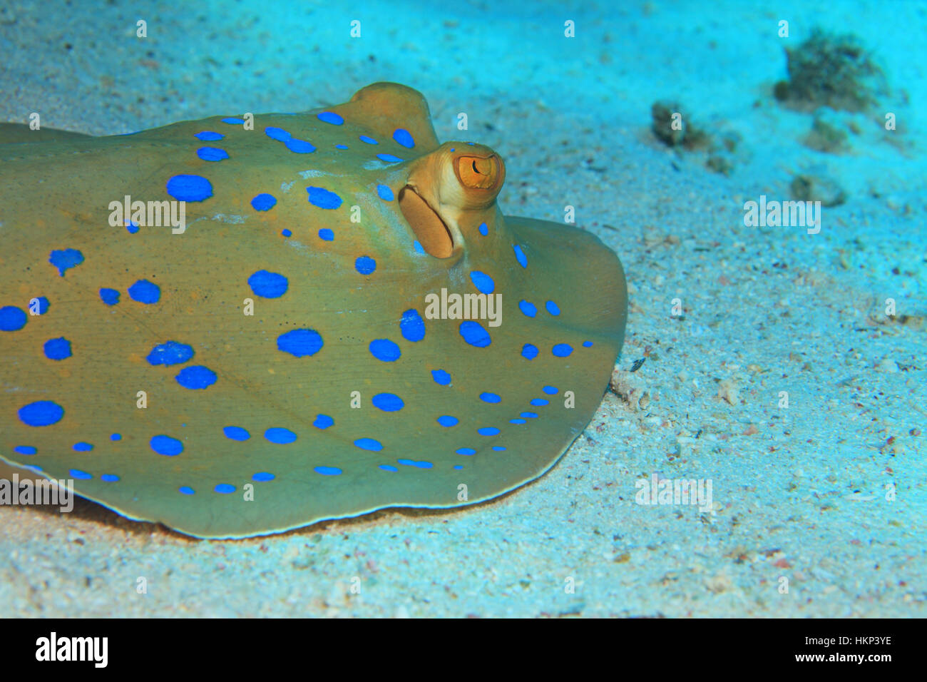 Bluespotted stingray (Taeniura lymma) sur le fond sablonneux de la mer Rouge Banque D'Images