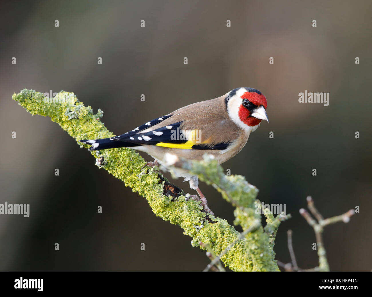 Chardonneret, couverts de lichens, direction générale de la frontière galloise Banque D'Images