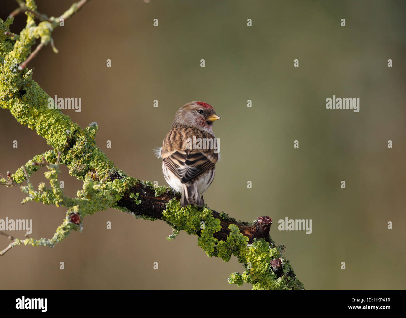 Sizerin flammé, Welsh Borders Banque D'Images