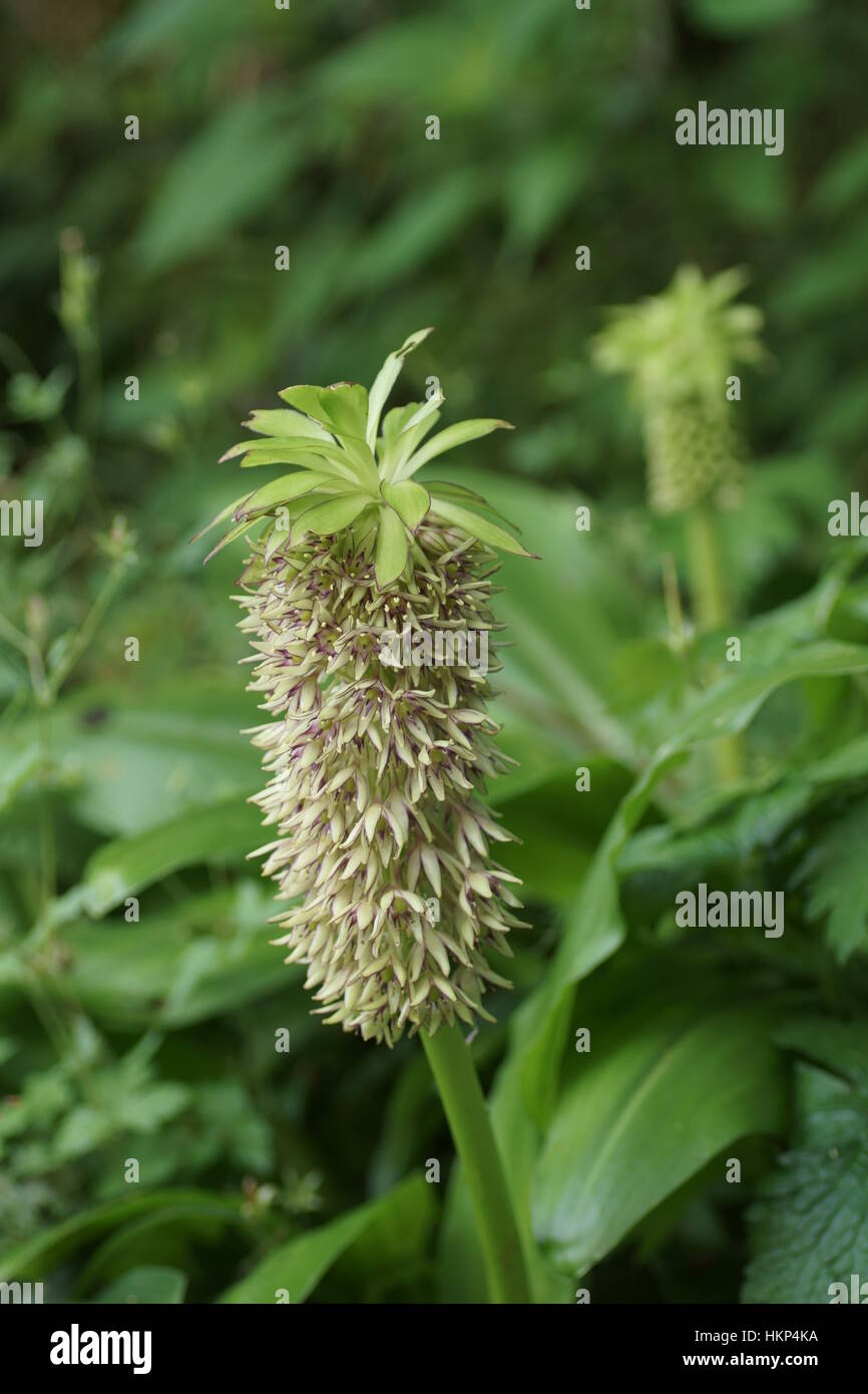 Eucomis bicolor Banque D'Images