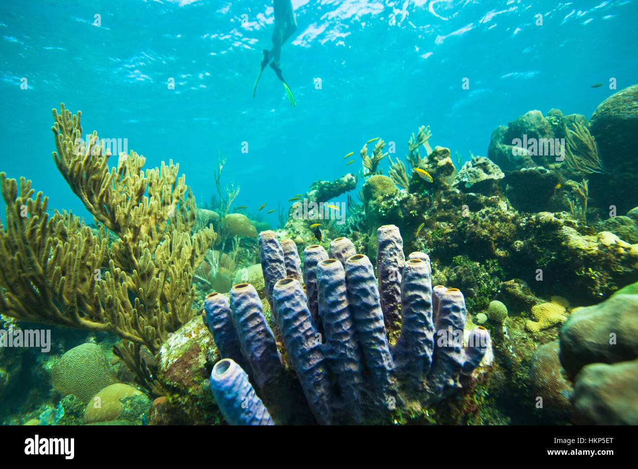 Photographie sous-marine d'un récif d'éponges baril de pourpre à l'avant-plan et d'un plongeur dans l'arrière-plan Banque D'Images