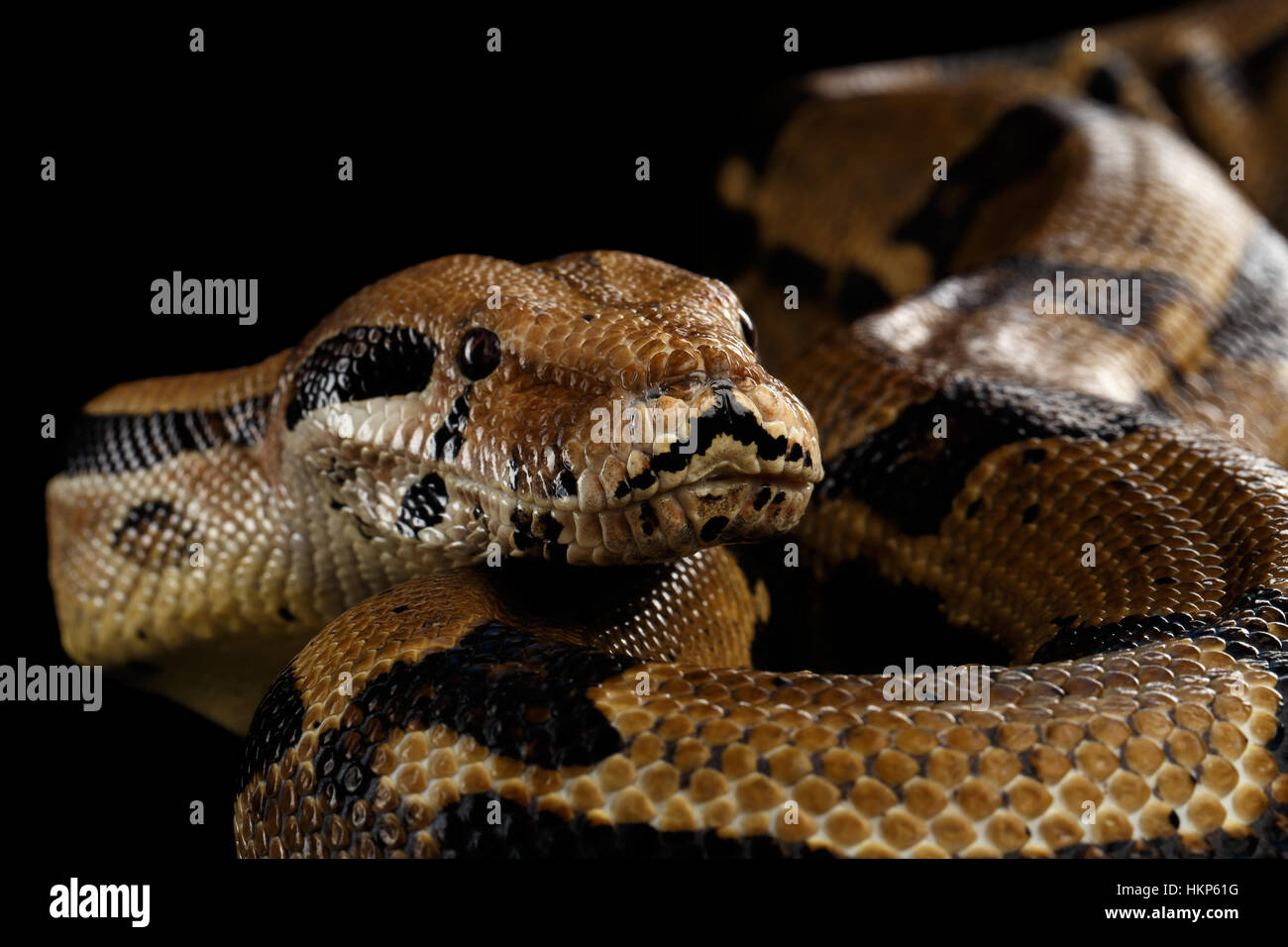Boa constrictor imperator, couleur sur fond noir isolé Banque D'Images