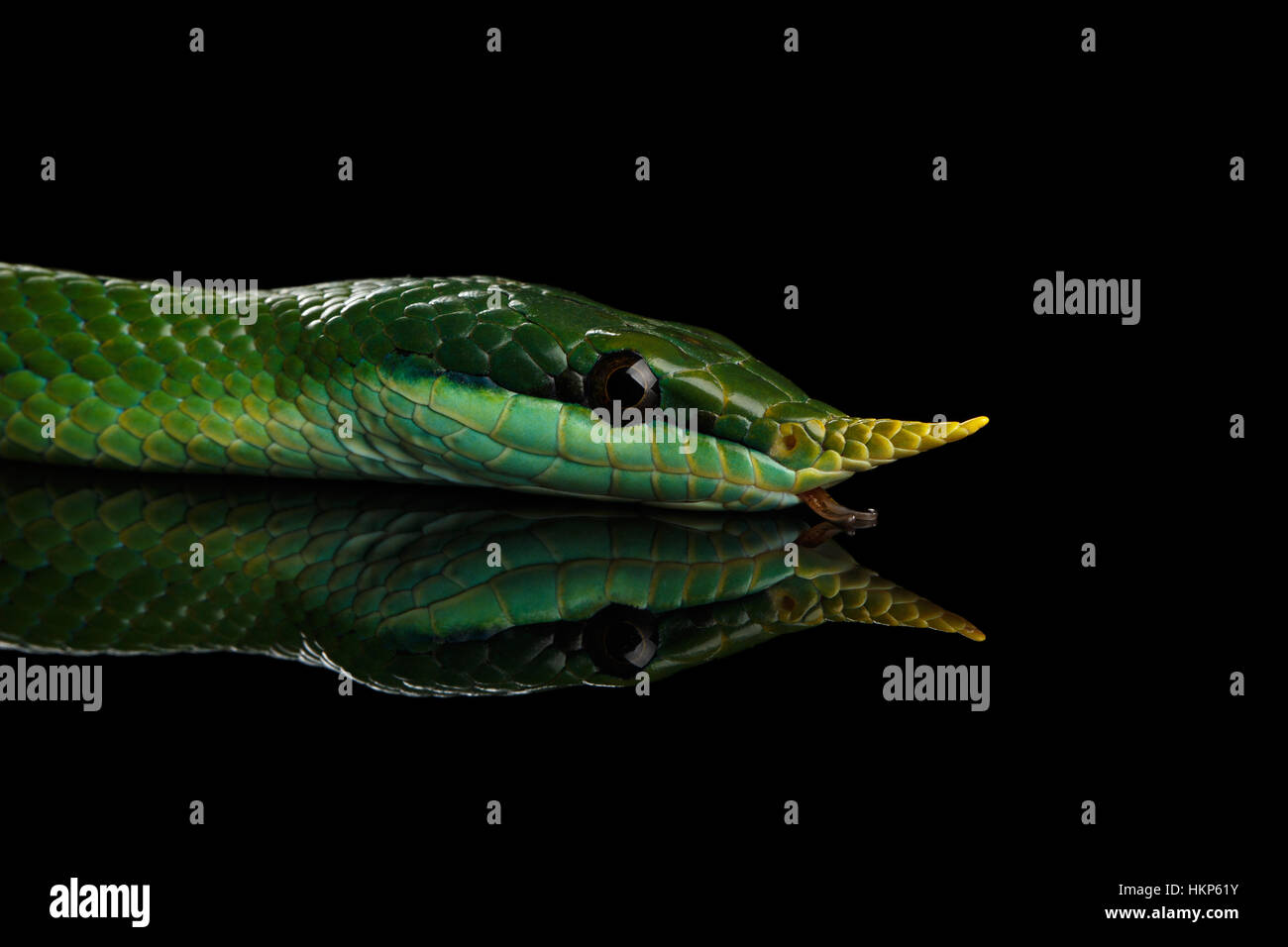 Long nez vert serpent, Couleuvre obscure de rhinocéros Banque D'Images