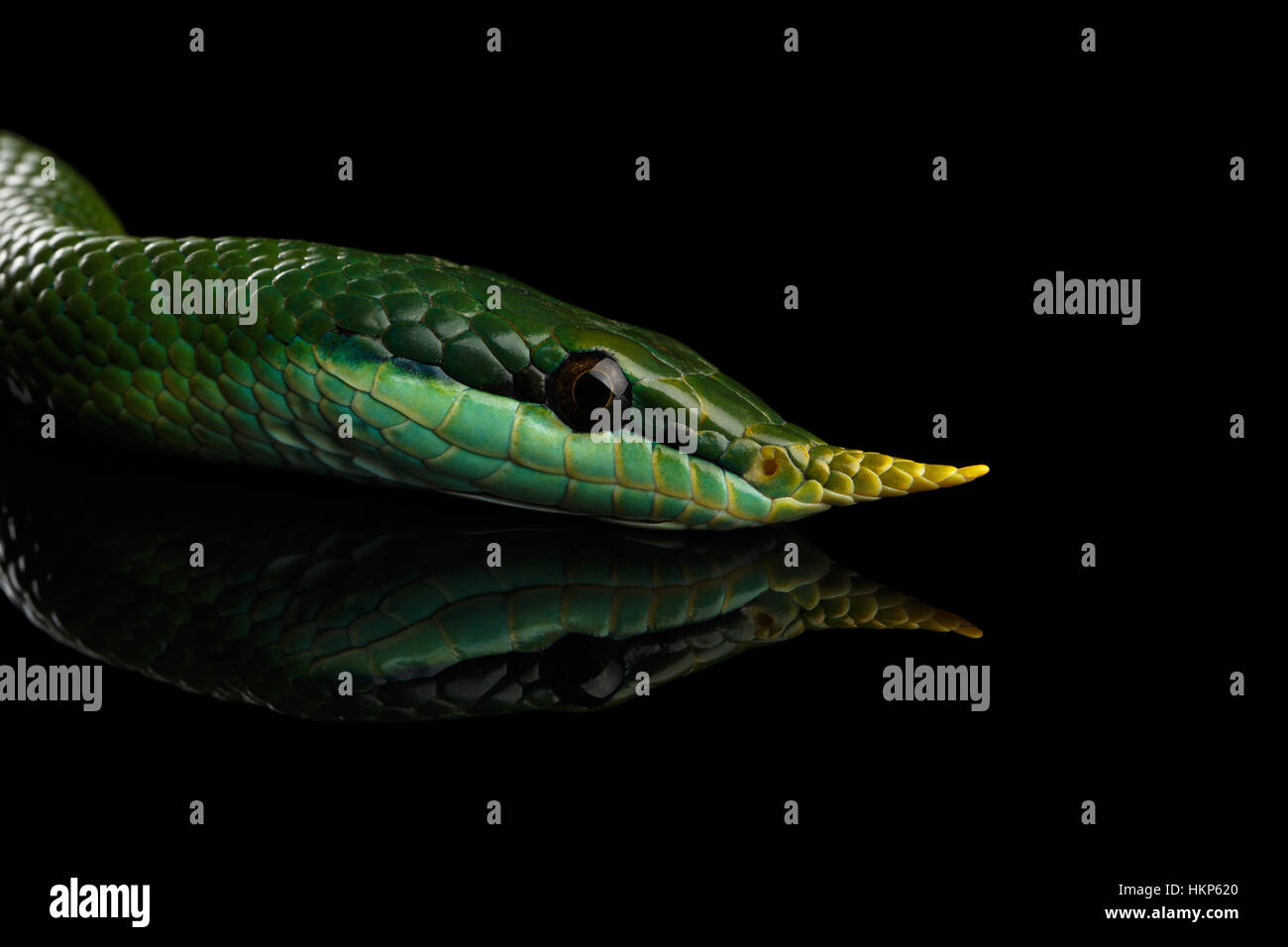 Long nez vert serpent, Couleuvre obscure de rhinocéros Banque D'Images