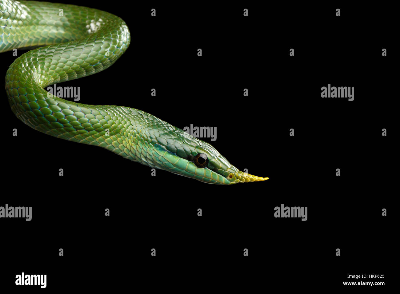 Long nez vert serpent, Couleuvre obscure de rhinocéros Banque D'Images