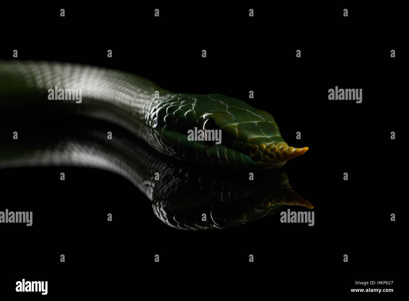 Long nez vert serpent, Couleuvre obscure de rhinocéros Banque D'Images