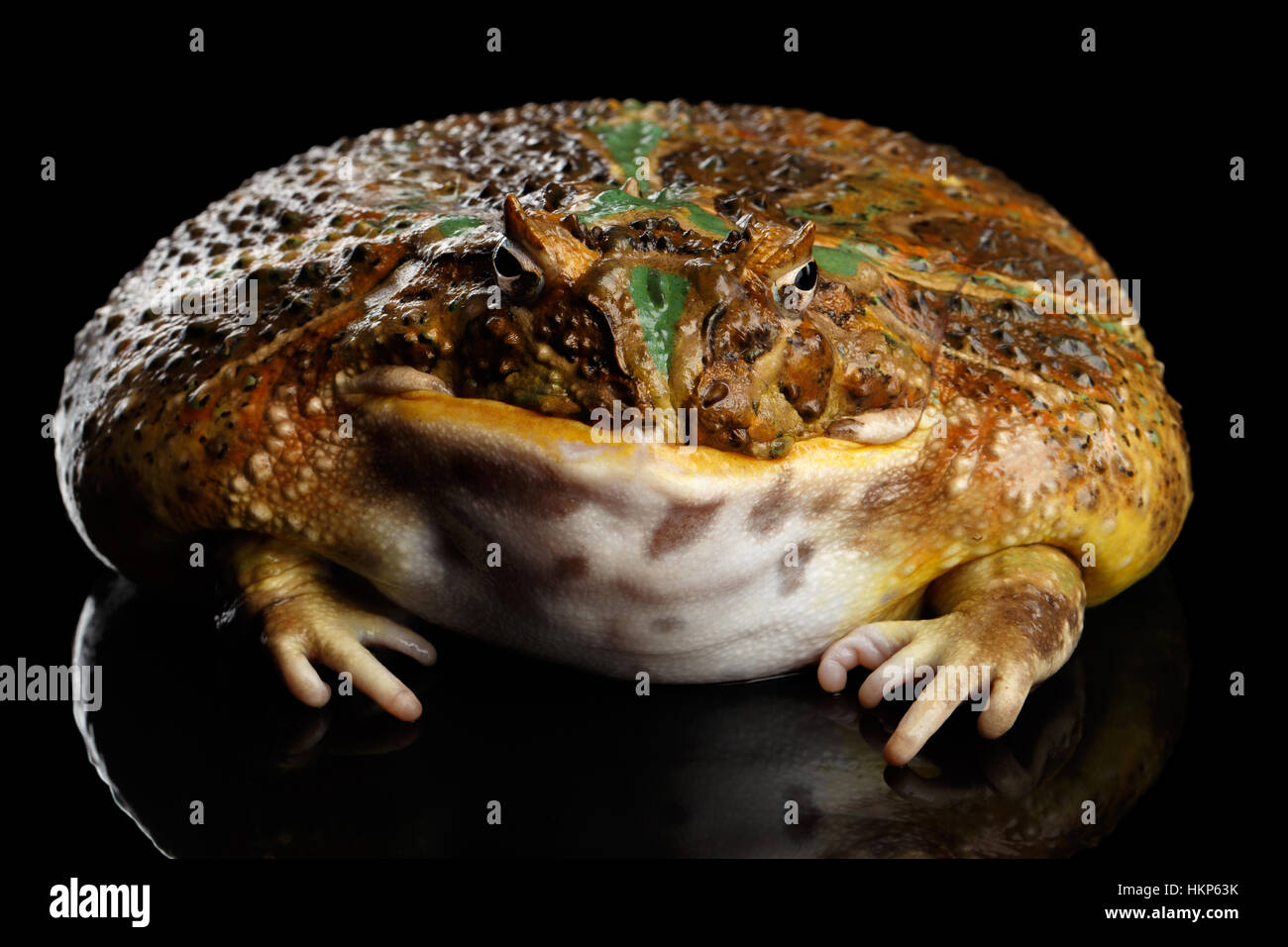 La grenouille cornue d'Argentine ou Pac-man, Ceratophrys ornata Banque D'Images