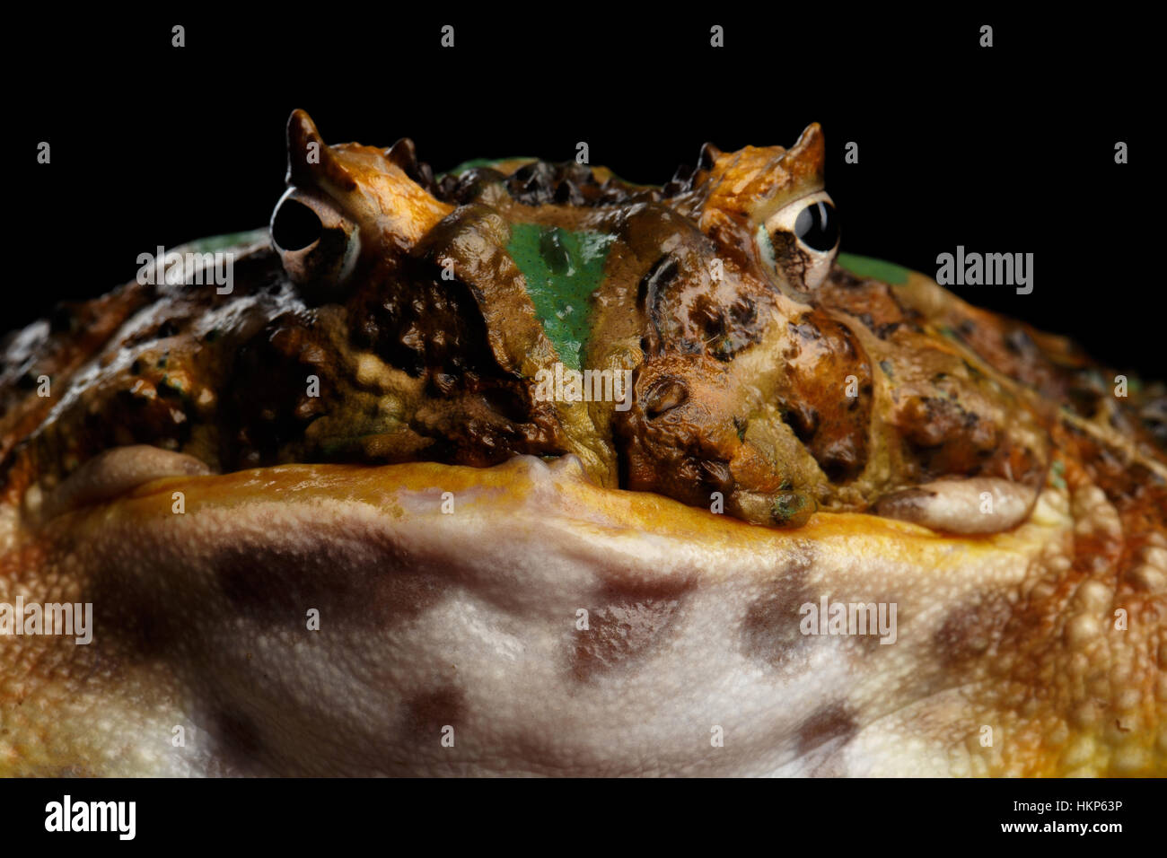 La grenouille cornue d'Argentine ou Pac-man, Ceratophrys ornata Banque D'Images