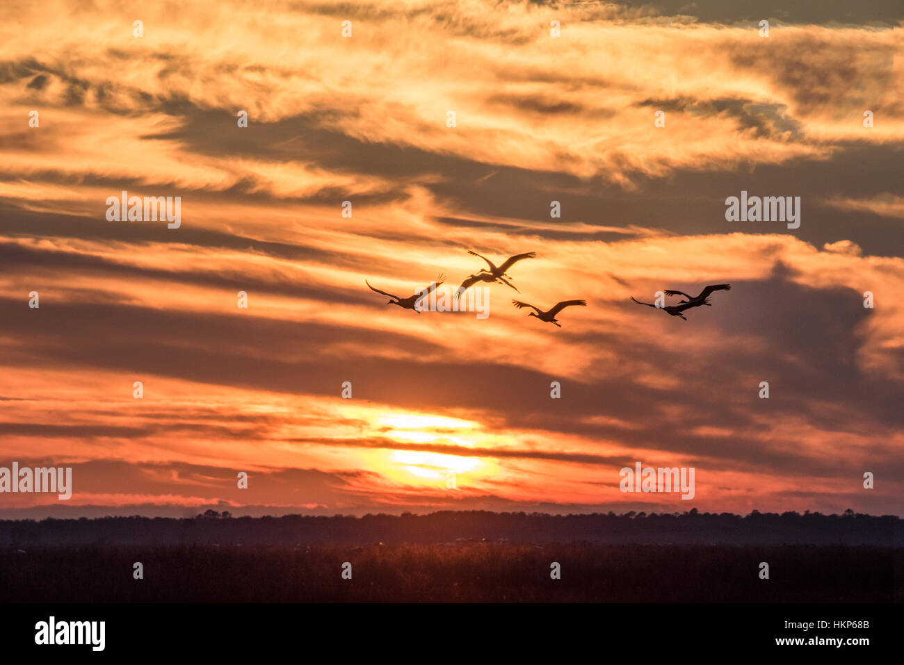 La grue d'hivernage des oiseaux en vol au-dessus des Prairies Paynes State Park, Floride Banque D'Images