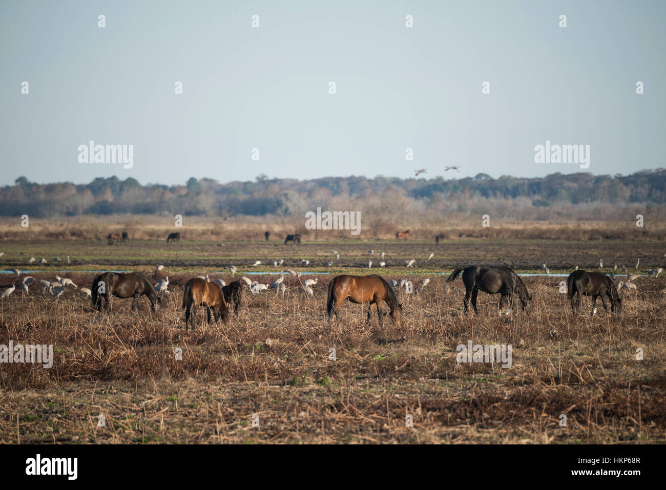 Le pâturage chevaux sauvages parmi les oiseaux hivernants de grue à la Chua évier, Prairie, Floride Paynes Banque D'Images