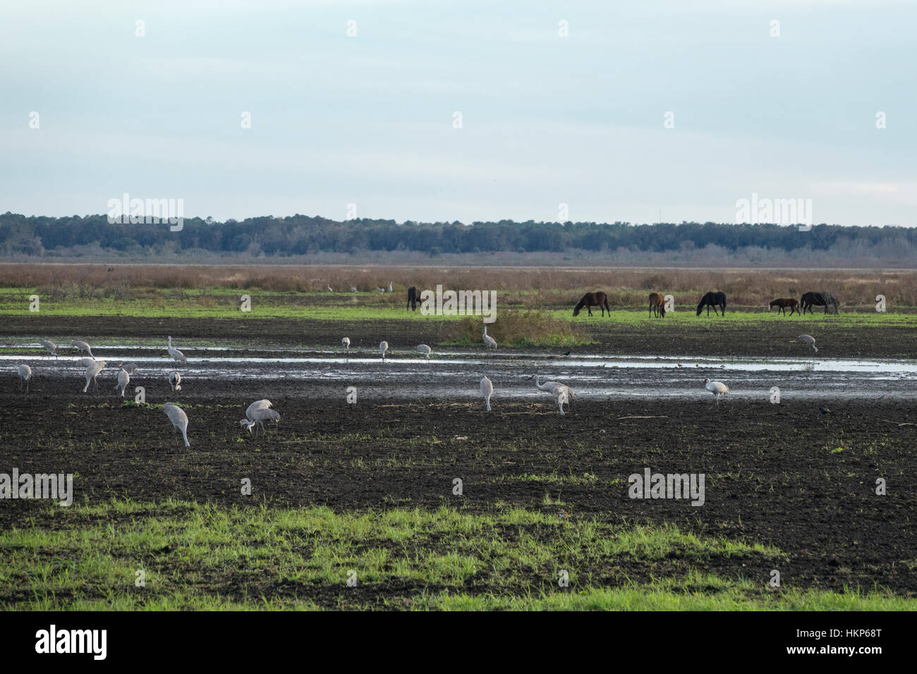 Le pâturage chevaux sauvages parmi les oiseaux hivernants de grue à la Chua évier, Prairie, Floride Paynes Banque D'Images