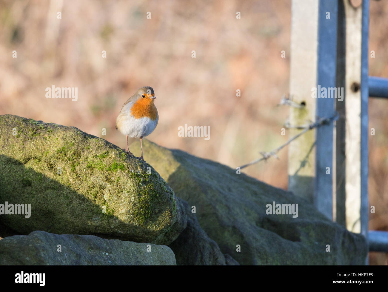 Un merle se dresse sur un mur en pierre sèche. Banque D'Images