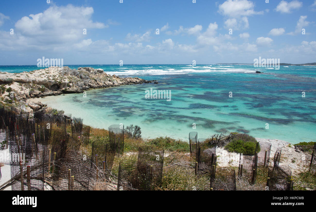 La conservation de l'environnement à de nouvelles plantations dans les dunes de l'île Rottnest avec le paysage marin de l'océan Indien dans l'ouest de l'Australie. Banque D'Images La conservation de l'environnement à de nouvelles plantations dans les dunes de l'île Rottnest avec le paysage marin de l'océan Indien dans l'ouest de l'Australie. Banque D'Images