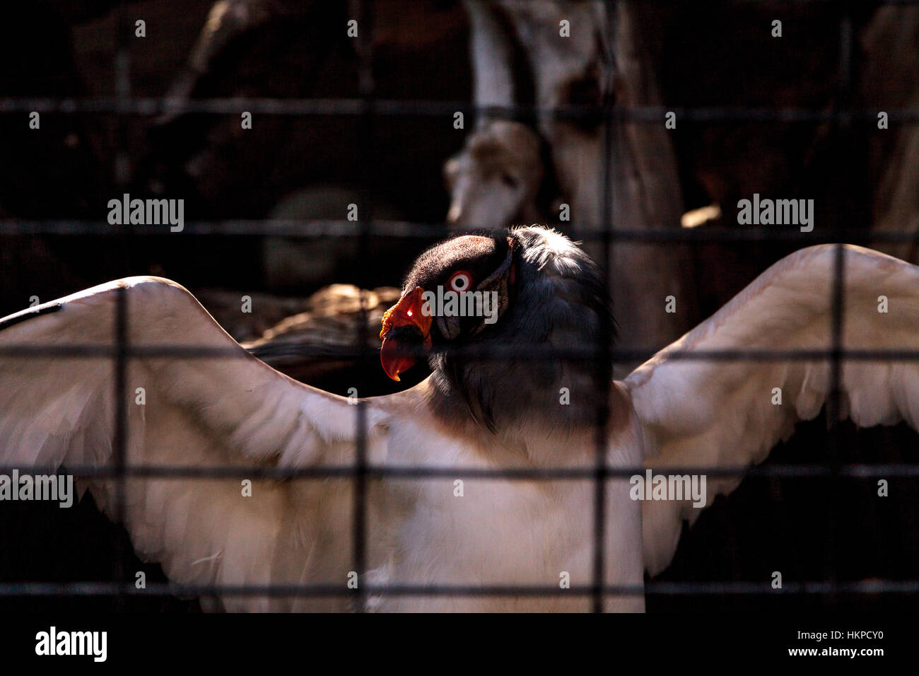 King vulture, Sarcoramphus papa, se trouve derrière les barreaux, écartant ses ailes. Banque D'Images