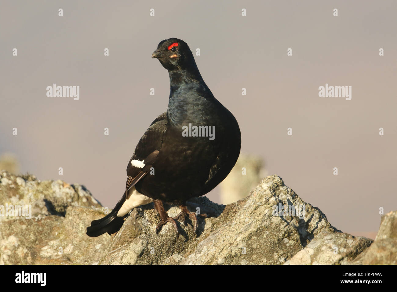 Un magnifique mâle rare Tétras (Tetrao tetrix) perché sur un mur de pierre. Banque D'Images