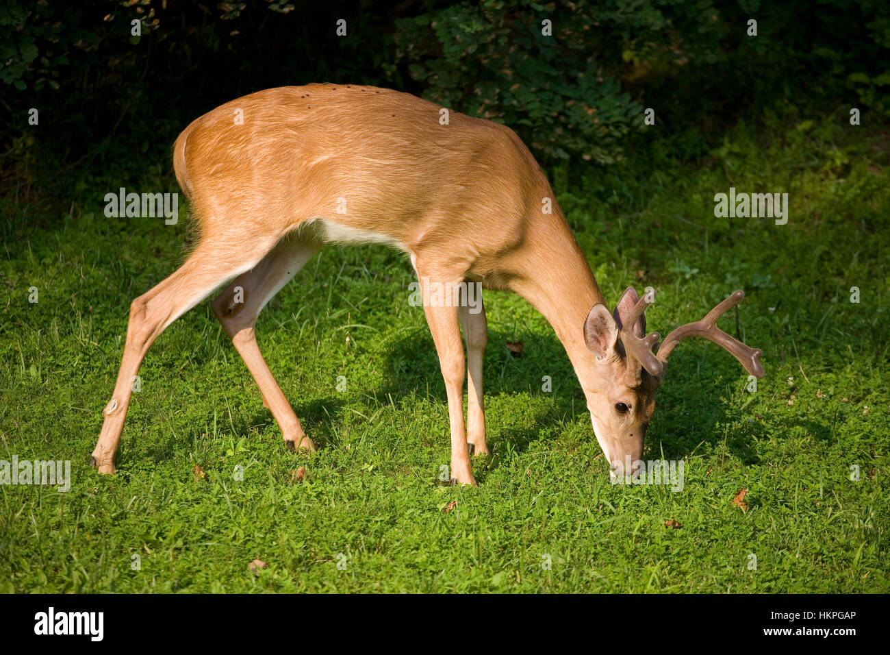 Buck cerf de manger sur l'herbe avec bois en velours Banque D'Images