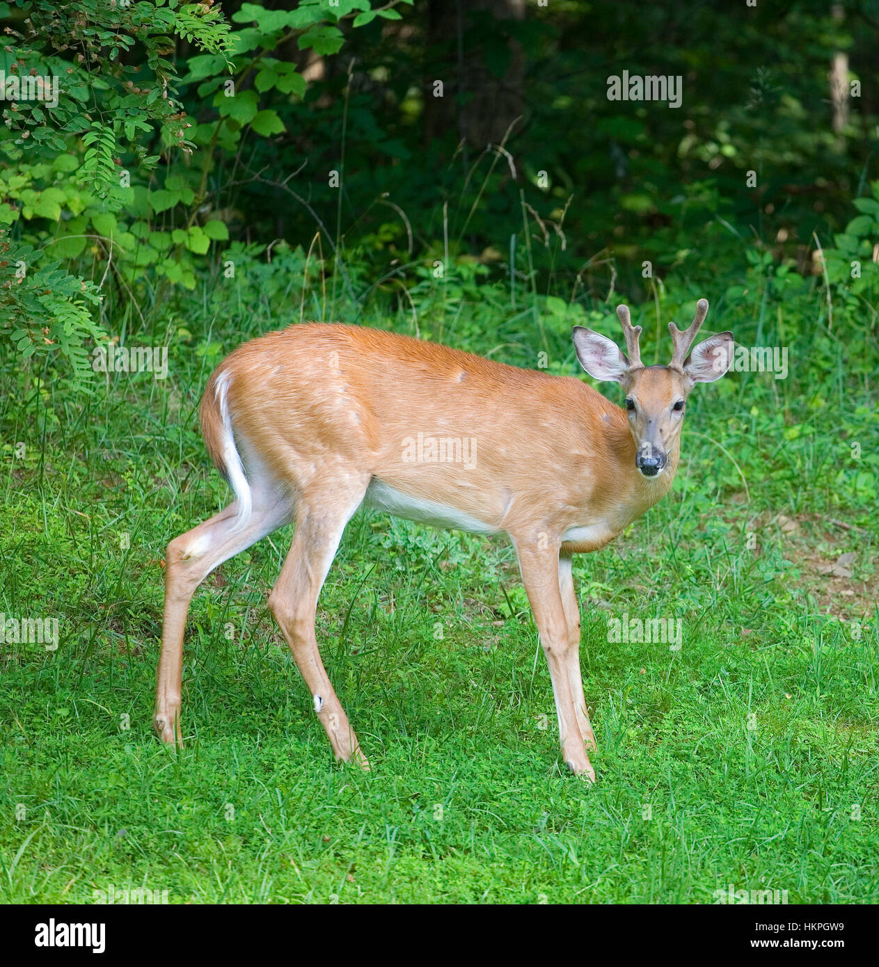 Vole sur un buck whitetail avec son bois en velours Banque D'Images