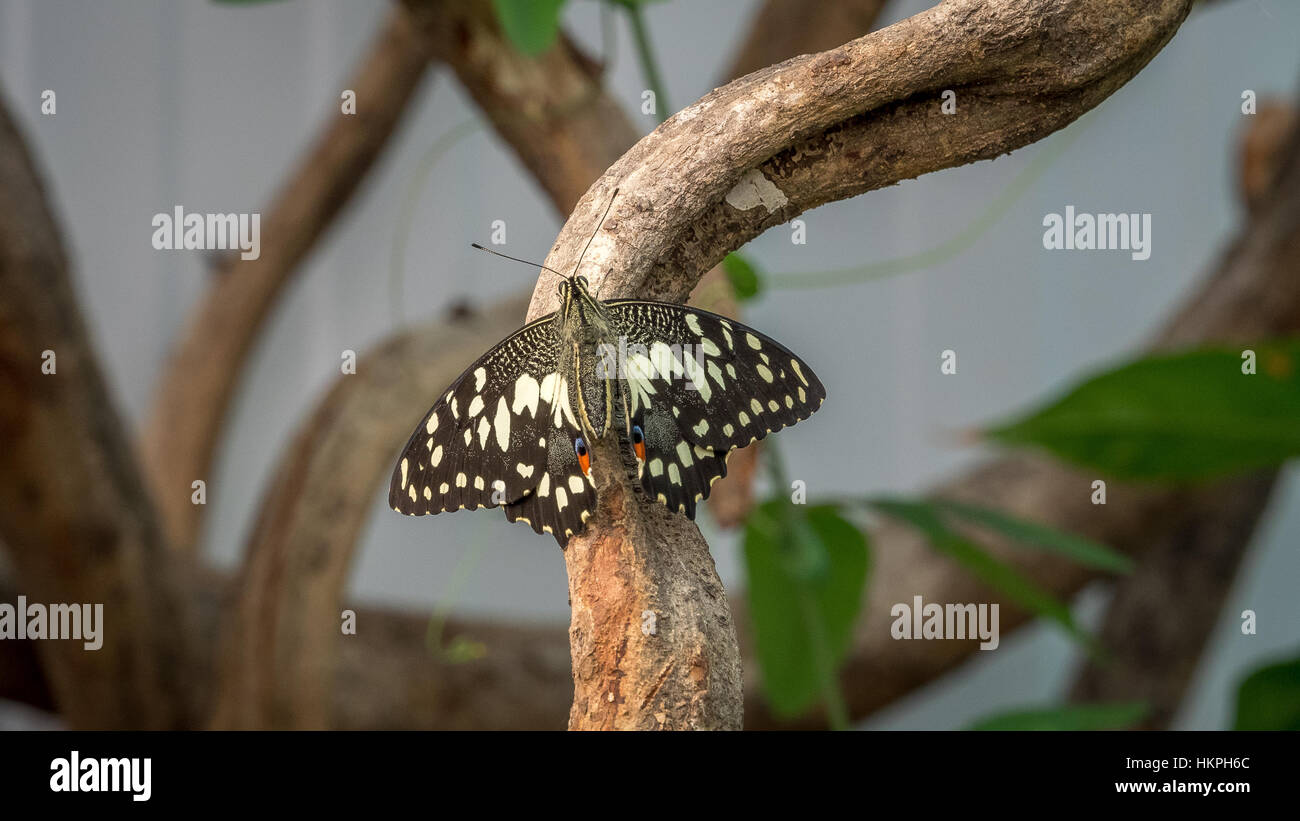 La chaux commune Swallowtail butterfly, on branch Banque D'Images