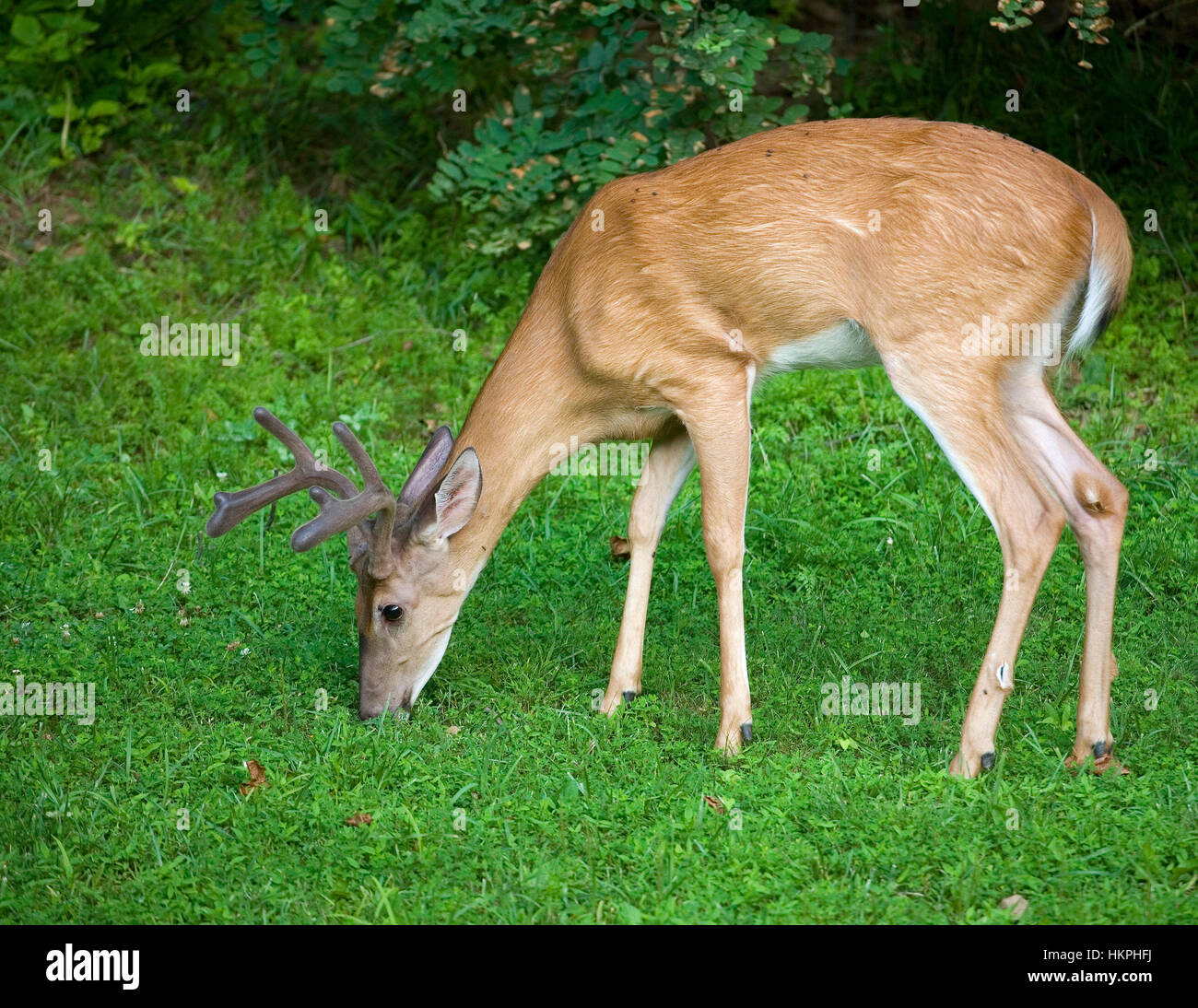 Buck cerf de pâturage sur l'herbe avec ses bois en velours de Banque D'Images