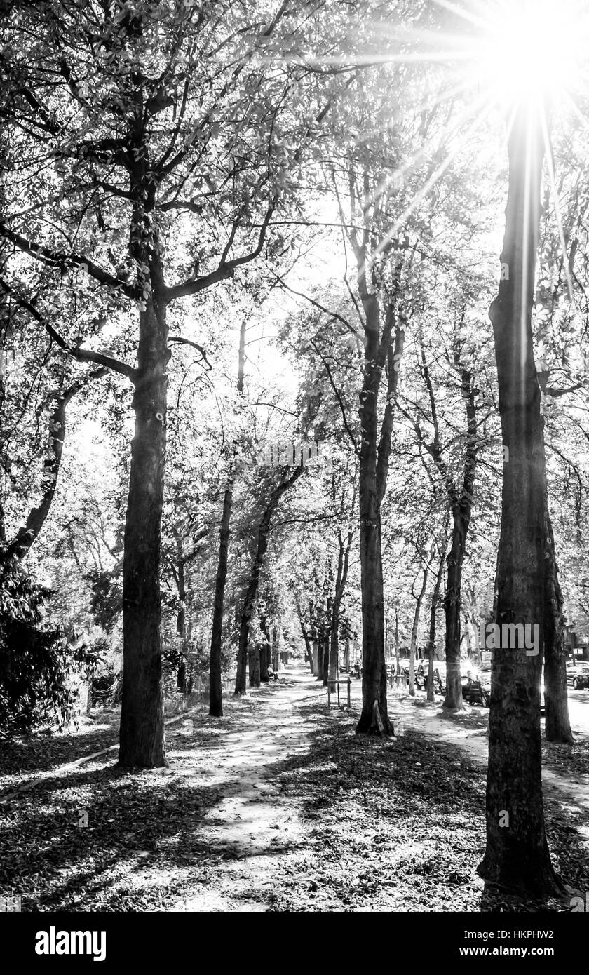 Forêt Noir et Blanc Banque D'Images