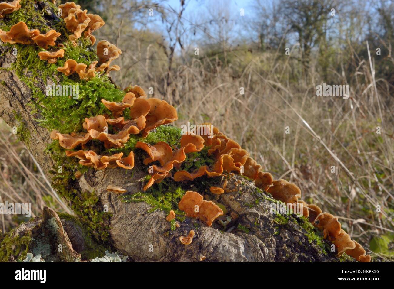 Rideau poilue poilue croûte / stereum Stereum hirsutum (support) champignons poussant à partir d'un journal en décomposition, Gloucestershire, Royaume-Uni, novembre. Banque D'Images