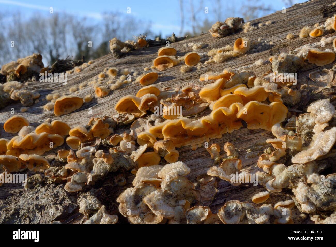 Rideau poilue poilue croûte / stereum Stereum hirsutum (support) champignons poussant à partir d'un journal en décomposition, Gloucestershire, Royaume-Uni, novembre. Banque D'Images
