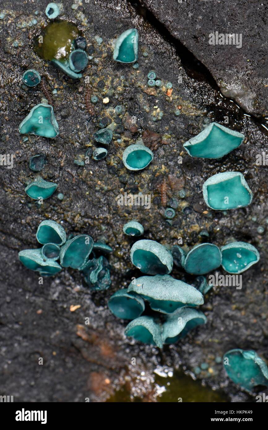 L'elfcup vert / vert champignon (Chlorociboria aeruginosa/aeruginascens) poussant sur un journal en décomposition, Gloucestershire, UK, nov. Banque D'Images