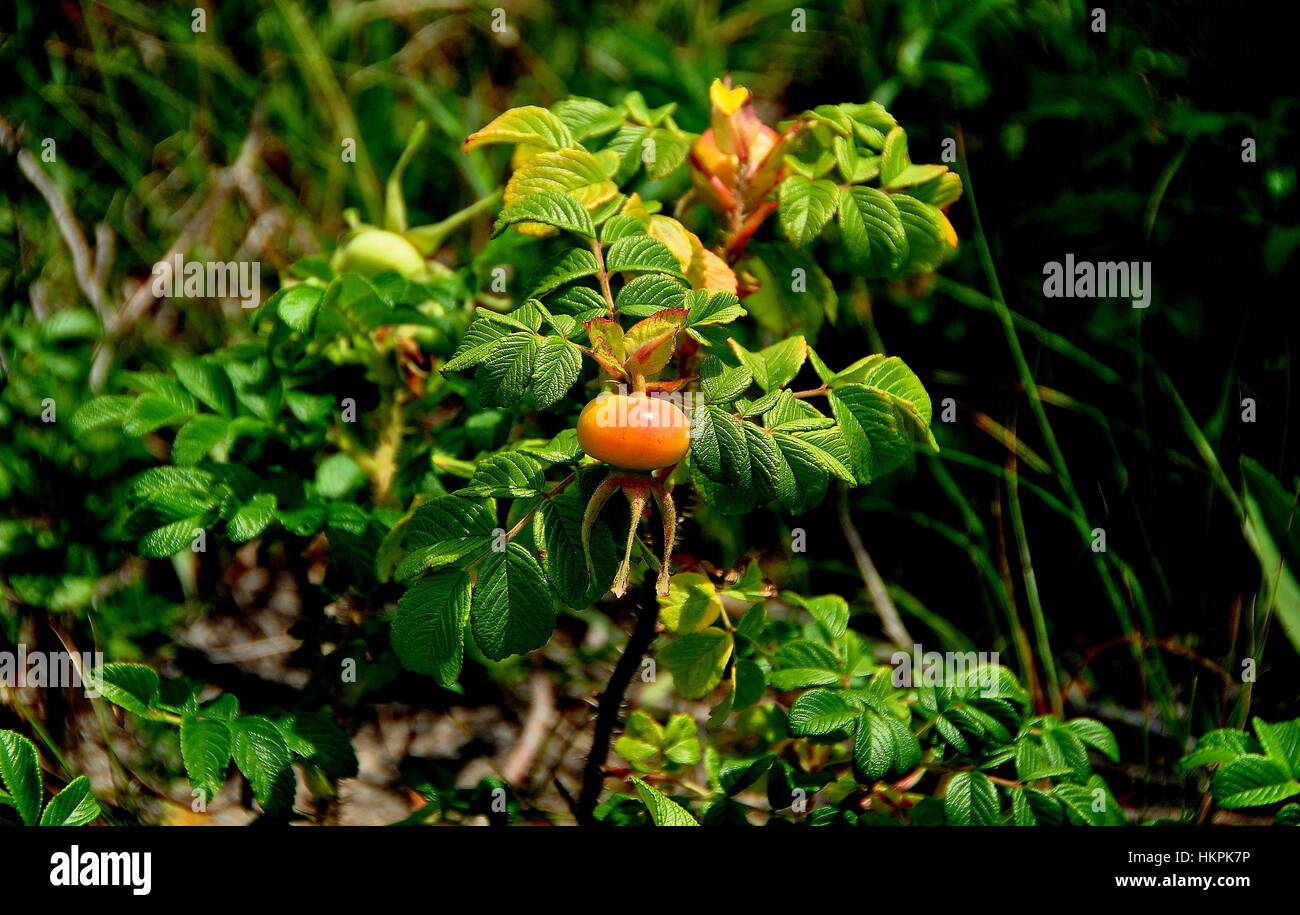 Chatham, Massachusetts - le 15 juillet 2015 le mûrissement : églantier, une source de vitamine C, de prospérer sur la plage de dunes à Cape Cod's Chatham Beach Banque D'Images