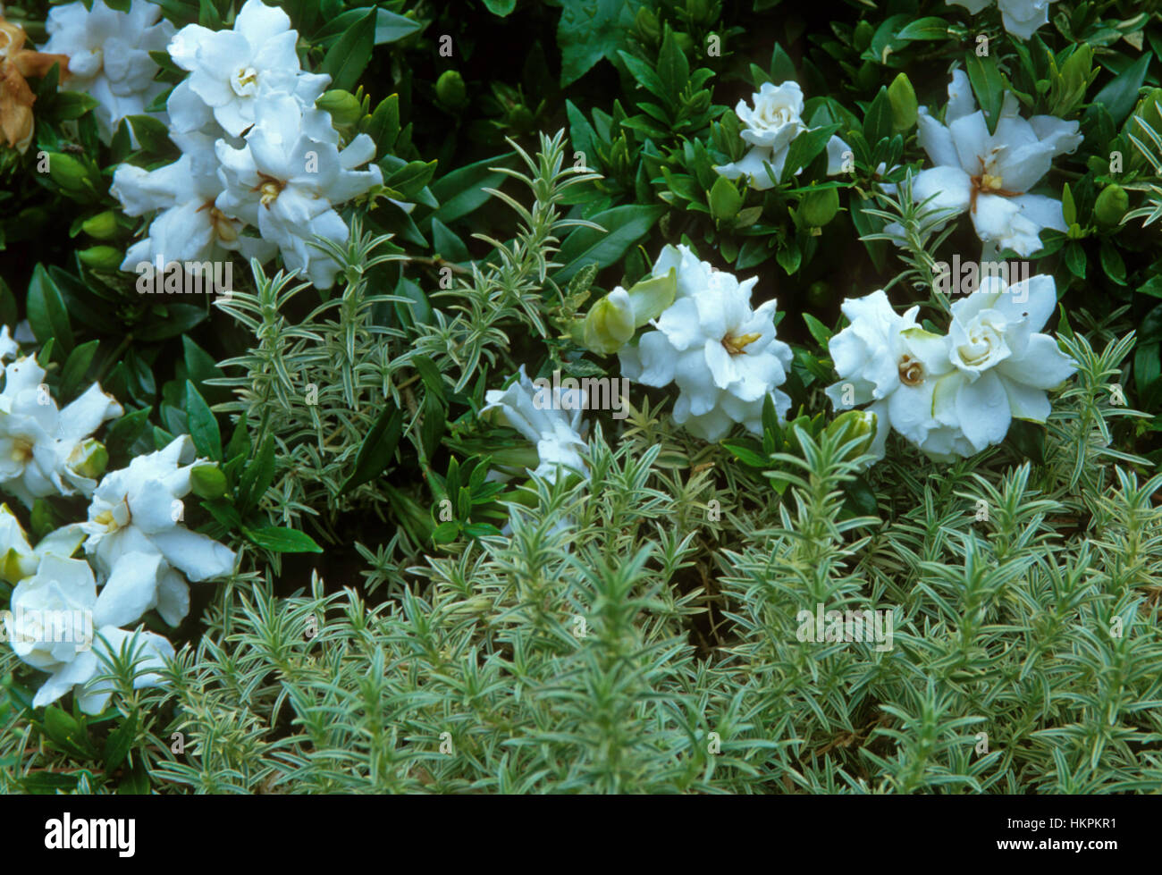 Gemme Blanc Gardenia Banque D'Images