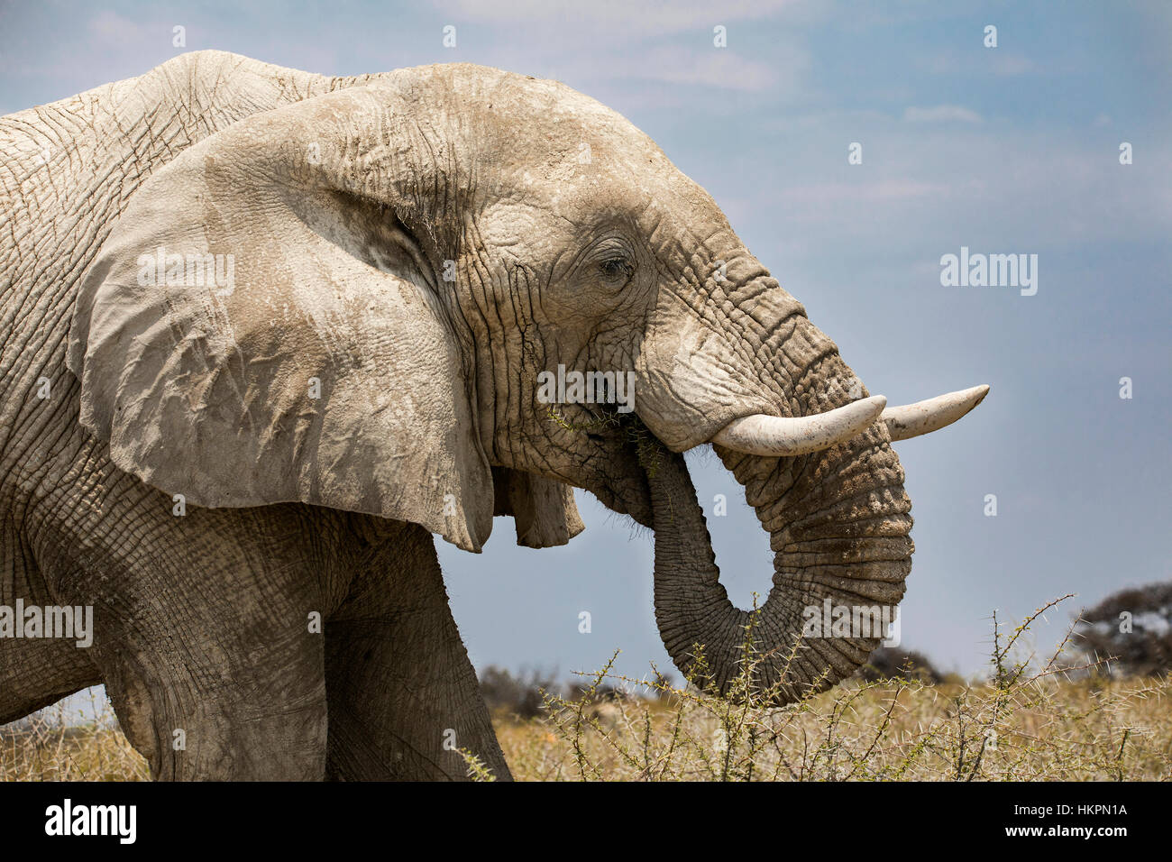 L'éléphant d'Afrique, Loxodonta africana, manger Water-Thorn Acacia, Etosha National Park, Namibie, par Monika Hrdinova/Dembinsky Assoc Photo Banque D'Images