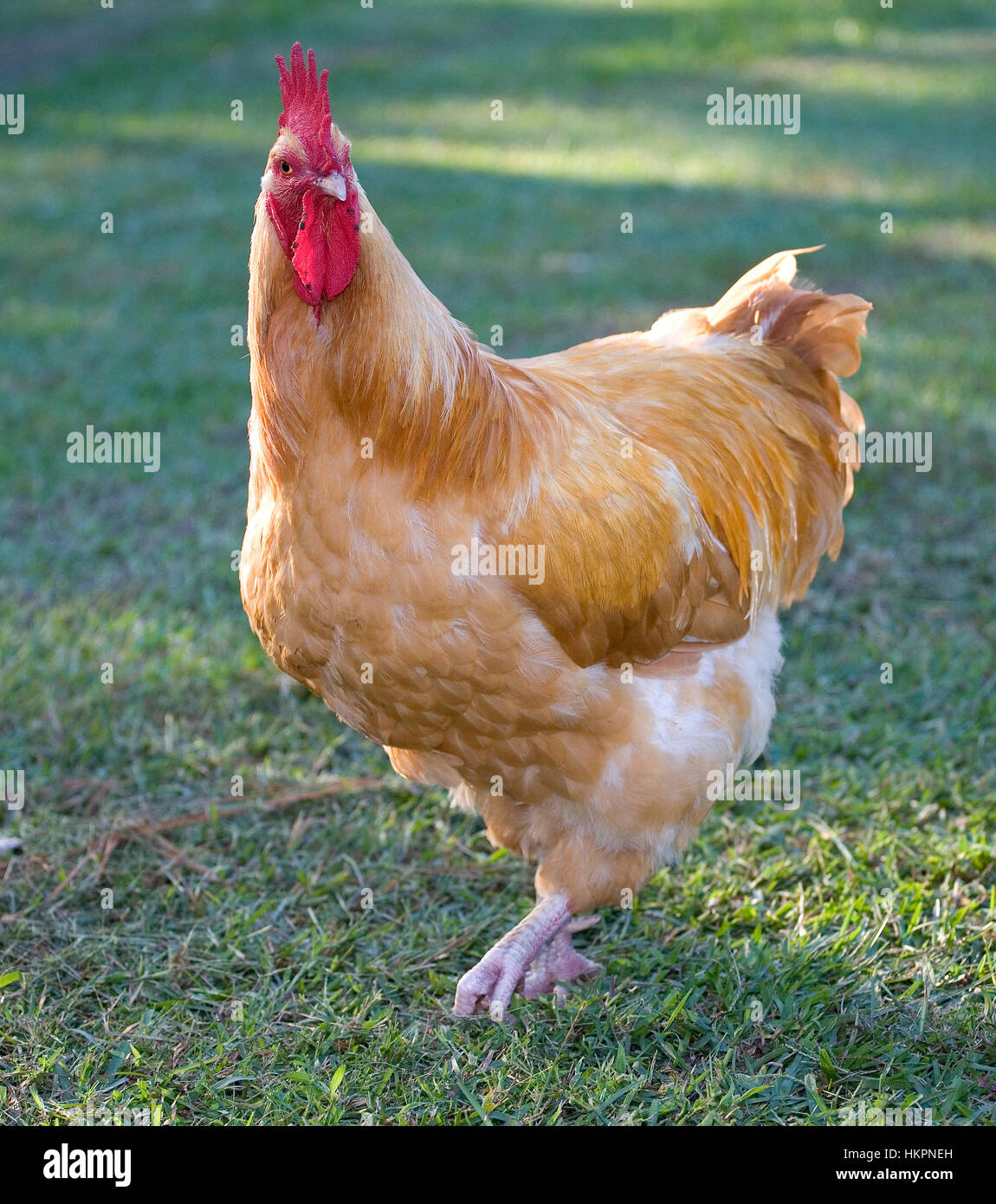 Coq de poulet c'est orange sur une pelouse verte Banque D'Images